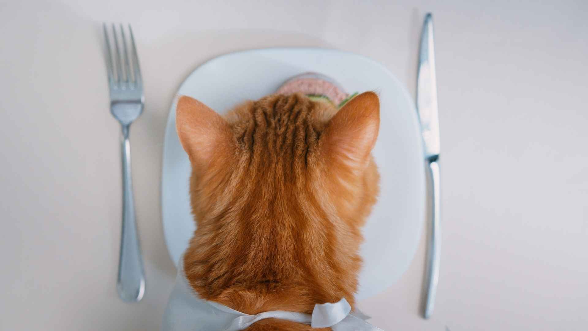 Gato comiendo frente a su plato